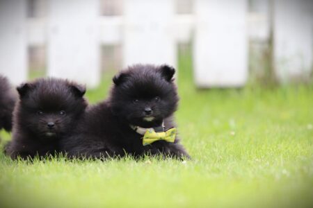 Pomeranian puppy te koop