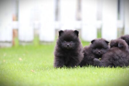 Pomeranian puppy te koop