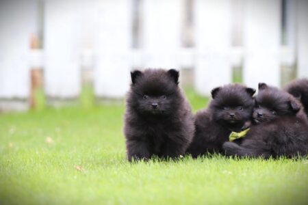 Pomeranian puppy te koop