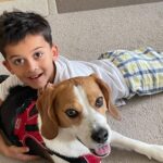 Beagle - bernie 6