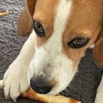 Beagle - bernie 5