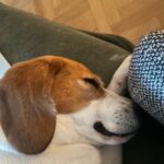 Beagle - bernie 7