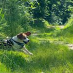 Beagle - bernie 8