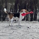 Beagle - bernie 9