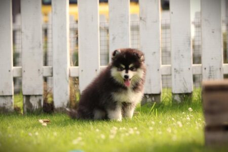 Pomsky puppy te koop