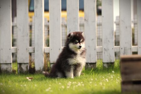 Pomsky puppy te koop