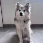 Pomsky - ace 16