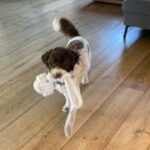 Lagotto romagnolo - santa 10