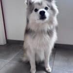 Pomsky - ace 17