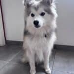 Pomsky - ace 18