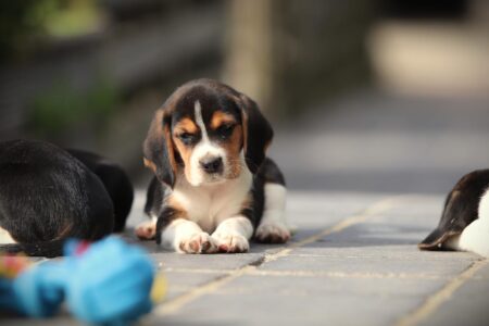 Beagle puppy te koop