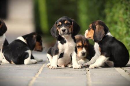 Beagle puppy te koop