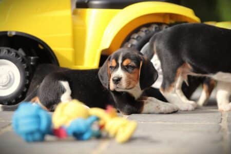 Beagle puppy te koop