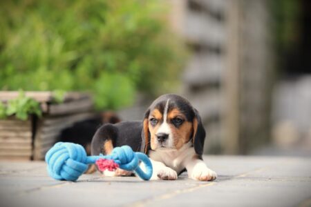 Beagle puppy te koop
