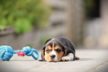 Beagle puppy te koop
