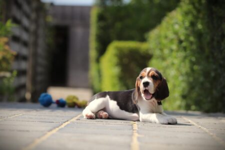 Beagle puppy te koop