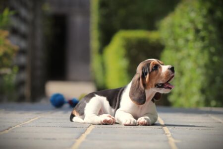 Beagle puppy te koop
