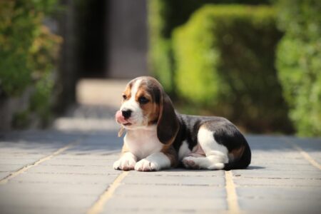 Beagle puppy te koop