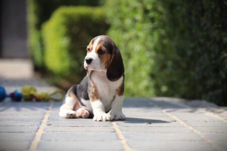 Beagle puppy te koop