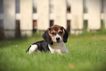 Beagle puppy te koop