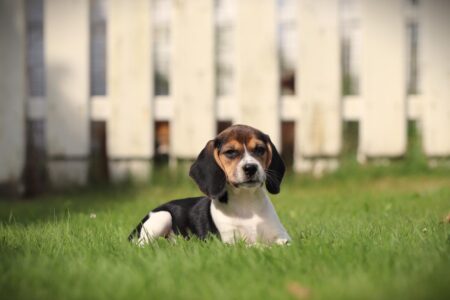 Beagle puppy te koop
