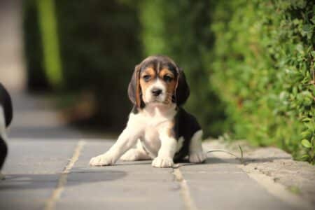 Beagle puppy te koop