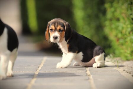 Beagle puppy te koop