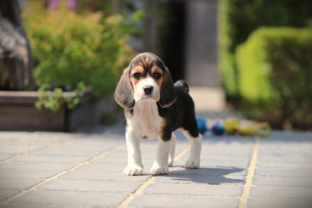 Beagle puppy te koop