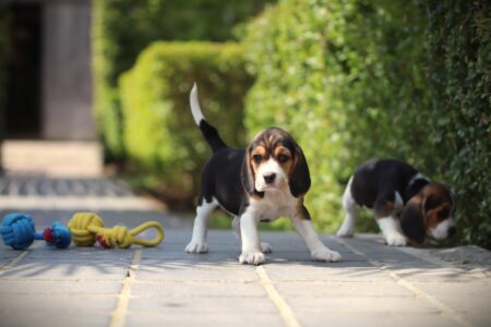 Beagle puppy te koop