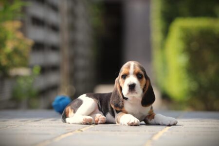 Beagle puppy te koop