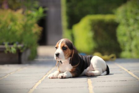 Beagle puppy te koop