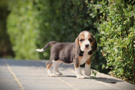 Beagle puppy te koop