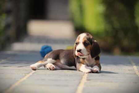 Beagle puppy te koop