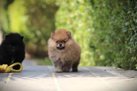 Zwergspitz puppy te koop