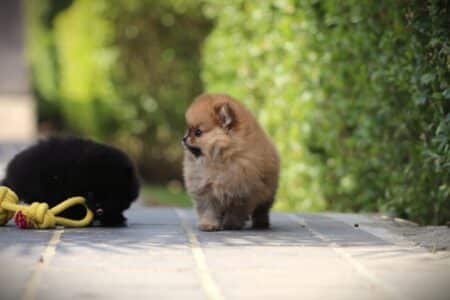 Zwergspitz puppy te koop