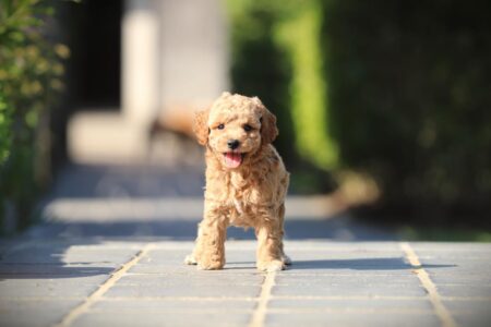 Zwergpudel puppy te koop