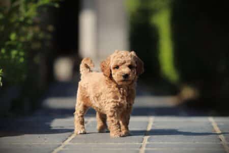 Zwergpudel puppy te koop