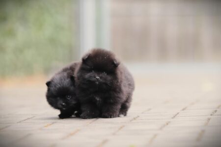 Zwergspitz puppy te koop
