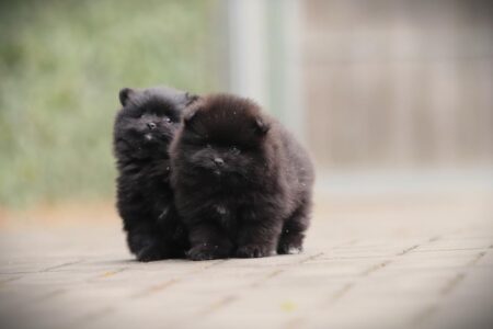 Zwergspitz puppy te koop
