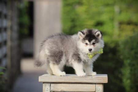 Pomsky puppy te koop