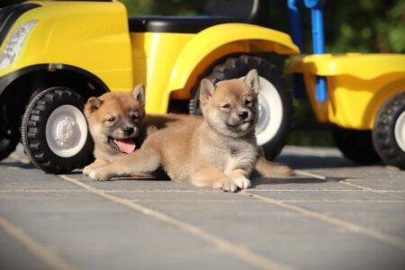 Shiba Inu puppy te koop