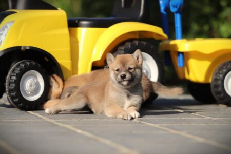 Shiba Inu puppy te koop