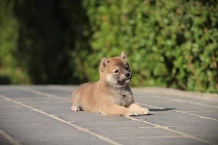 Shiba Inu puppy te koop