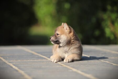 Shiba Inu puppy te koop