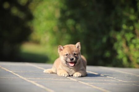 Shiba Inu puppy te koop