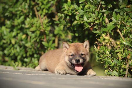 Shiba Inu puppy te koop