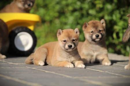 Shiba Inu puppy te koop
