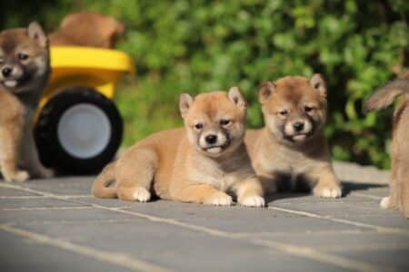 Shiba Inu puppy te koop