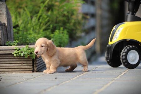 Dwergteckel puppy te koop