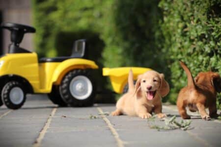 Dwergteckel puppy te koop